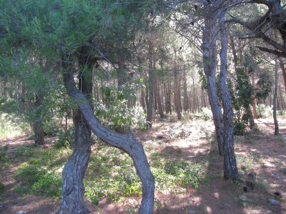 Хвойный лес перед поселком Караоз